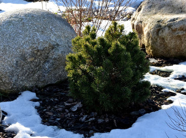 A close-up shot of a mulched ornamental plant, with its surroundings covered in snow, showcasing season extension methods