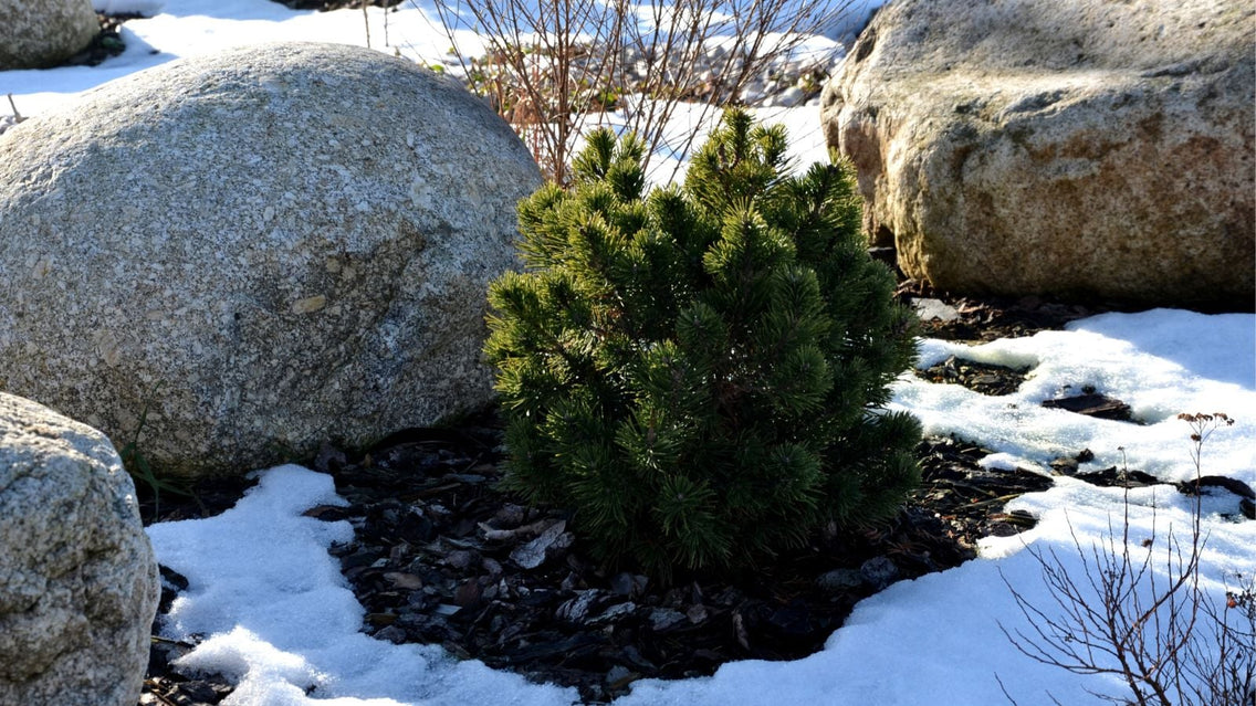 A close-up shot of a mulched ornamental plant, with its surroundings covered in snow, showcasing season extension methods