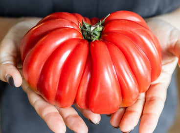 A close-up shot of a person holding a large, red, and ripe variety of a fruit, showcasing how to grow giant tomatoes