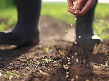The 28 Best Seeds for Winter Sowing