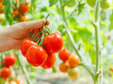 A close-up shot of a person's hand holding a vine of freshly harvested red crops, showcasing how and why to pick tomatoes early