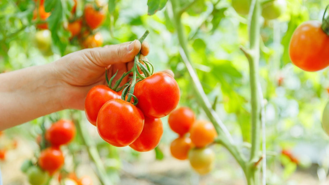 A close-up shot of a person's hand holding a vine of freshly harvested red crops, showcasing how and why to pick tomatoes early