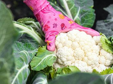 11 Vegetables to Plant in August for Easy Fall Harvests
