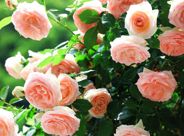 A close-up shot of a small composition of pink blooms alongside green leaves situated in a bright sunlit area, showcasing hot weather rose tips