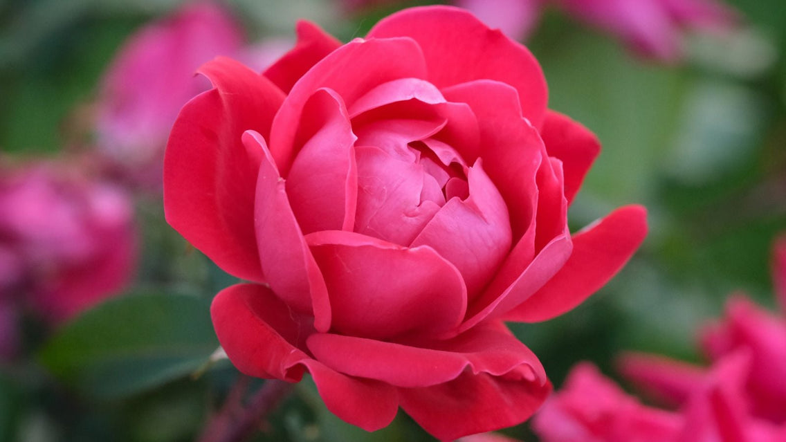A close-up shot of a small composition of vibrant red-pink colored blooms, showcasing September perennials