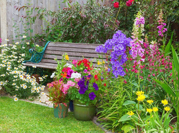 A close-up shot of an area with various flowers that are the seeds cottagecore garden