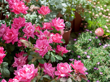A close-up shot of pink colored blooms, alongside developing flowers that showcases spring flowering perennials