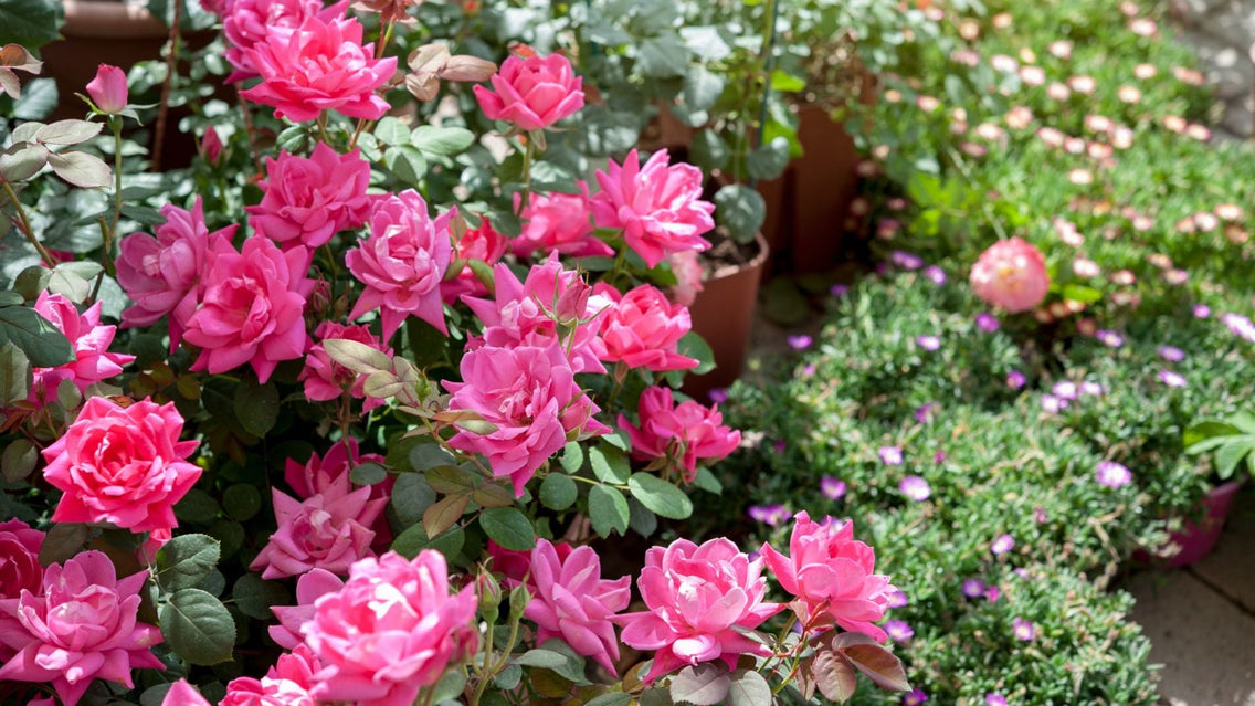 A close-up shot of pink colored blooms, alongside developing flowers that showcases spring flowering perennials