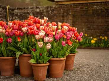A close-up shot of potted flowers that you can plant November perennials