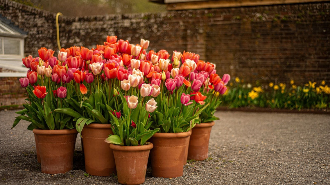 A close-up shot of potted flowers that you can plant November perennials