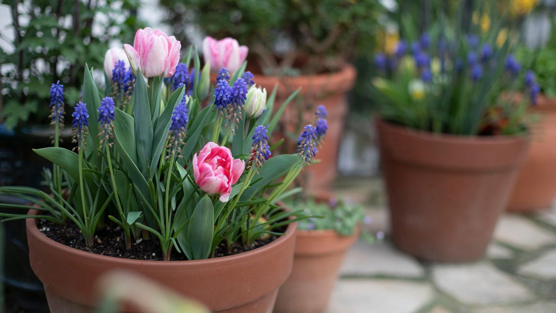 A close-up shot of several pots filled with flowers is lasagna planting style, showcasing how to layer bulbs container