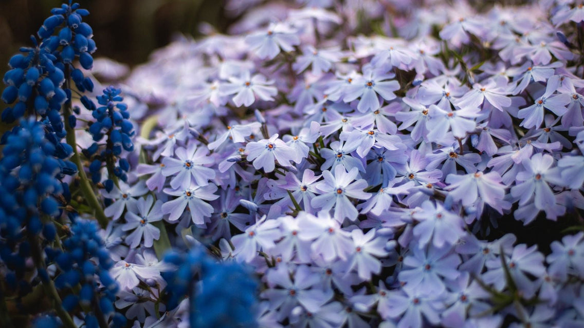 A closeup shot of shade perennials, appearing to have large clusters of countless blooms placed somewhere without much sunlight
