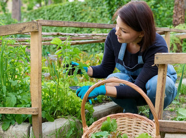 A fermale gardener harvesting fast-growing crops from the ground placed in a sunny area