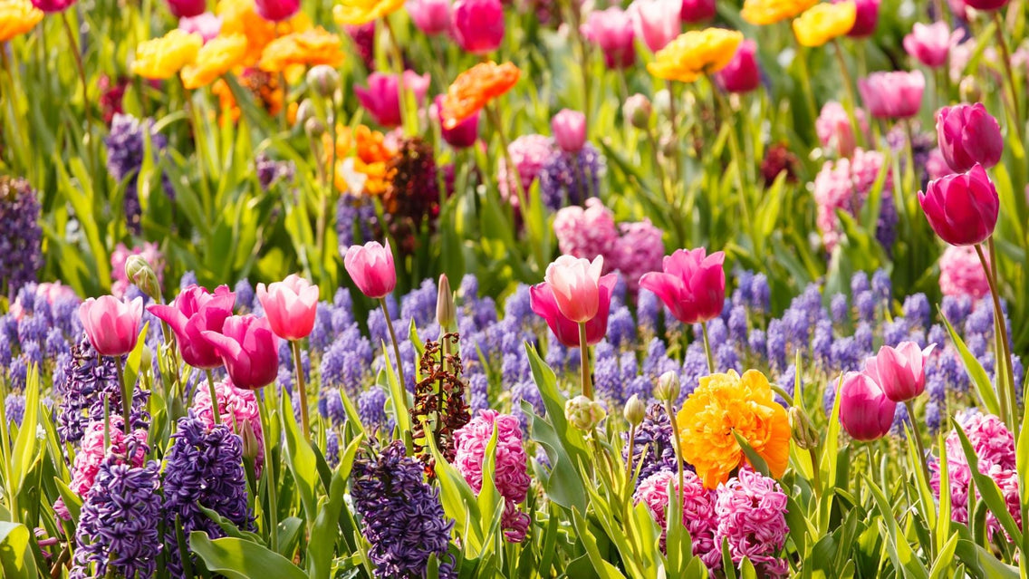 A field covered in fall bulbs, appearing to have different varieties and colors placed somewhere with abundant sunlight