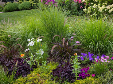 25 Garden Perennials With Showy, Colorful Foliage