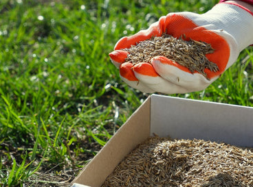 The Complete Guide to Seeding a Grass Lawn