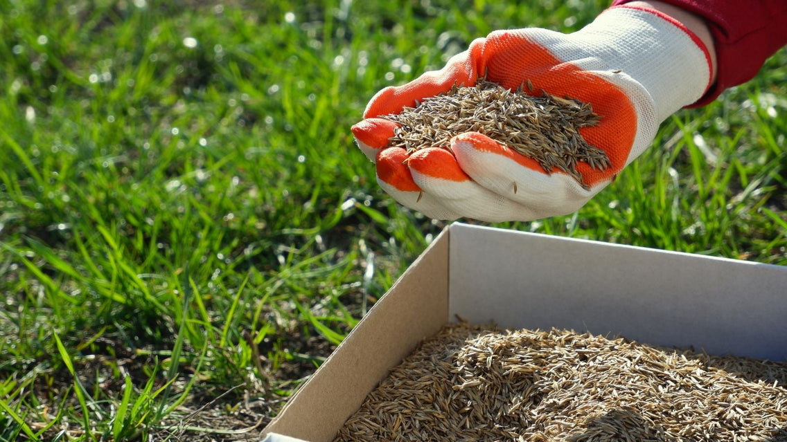 The Complete Guide to Seeding a Grass Lawn