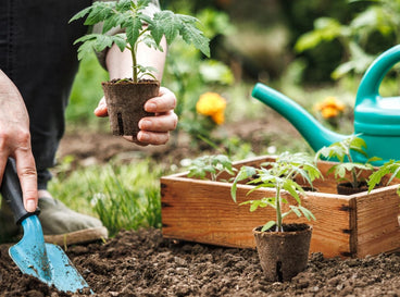 A person working in the garden placing seedlings from a container into the soil for more tomatoes