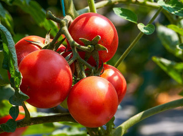 A shot of a cluster of round, red, and ripe fruits, showcasing how tomatoes grow faster