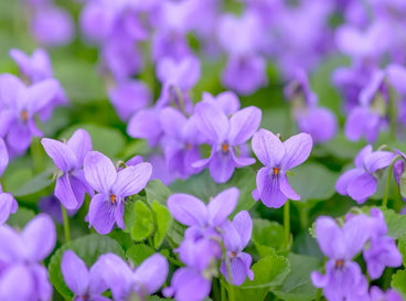 A shot of a field of light-purple colored flowers called wild violets