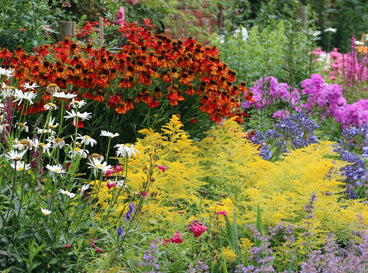 21 Foolproof Perennials Perfect for New Gardeners