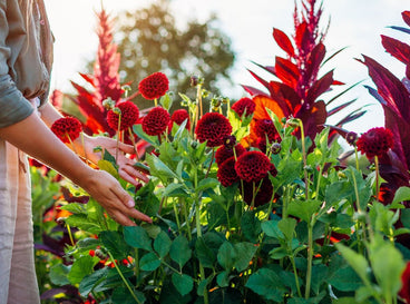 A shot of a person enjoying red blooms that showcases what flowers plant May