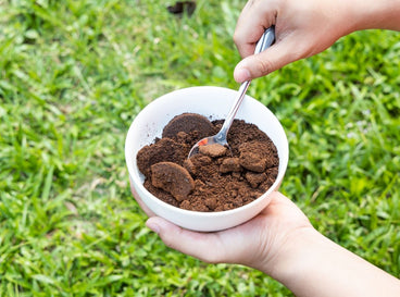 A shot of a person holding a bowl with spent grounds of a drink, showcasing when to put coffee grounds on tomato