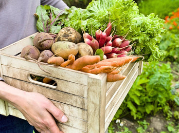 A shot of a person holding a wooden crate with fresh harvest of survival garden crops March