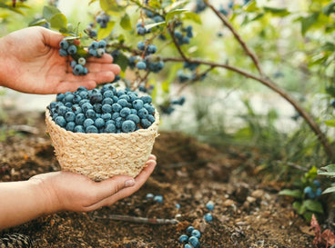 A shot of a person in the process of harvesting fruits of a shrub that showcases soil acidity blueberries