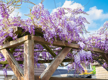 9 Fast-Growing Vines to Cover Your Arbor or Trellis
