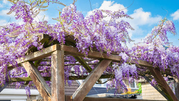 9 Fast-Growing Vines to Cover Your Arbor or Trellis – Botanical Interests