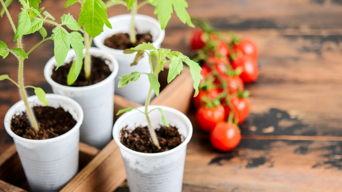 A shot of developing young plants and red colored fruits that shows tomato seedling tips