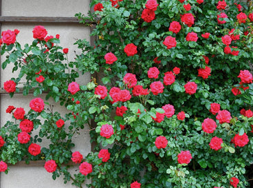 A shot of red colored flowers and green leaves of a scaling plant that showcases fast climbing roses