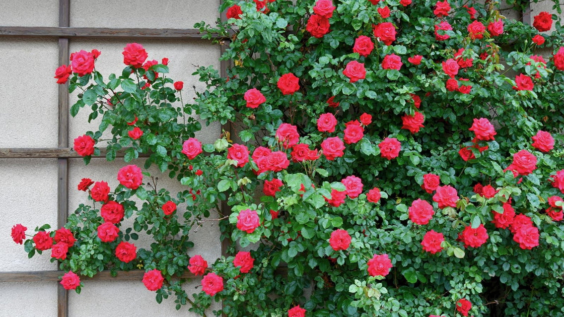 A shot of red colored flowers and green leaves of a scaling plant that showcases fast climbing roses