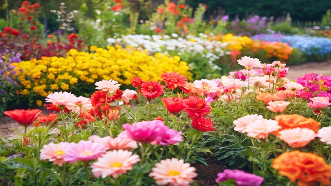 A shot of several developing blooms that showcases annual flowers seed