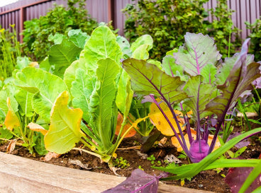 11 Garden Veggies To Direct Sow Right Now