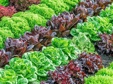 A shot of several developing crops that shows lettuce varieties from seed