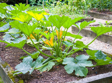 A shot of several developing summer squash crops on a large garden container, showcasing how to grow zucchini in raised beds