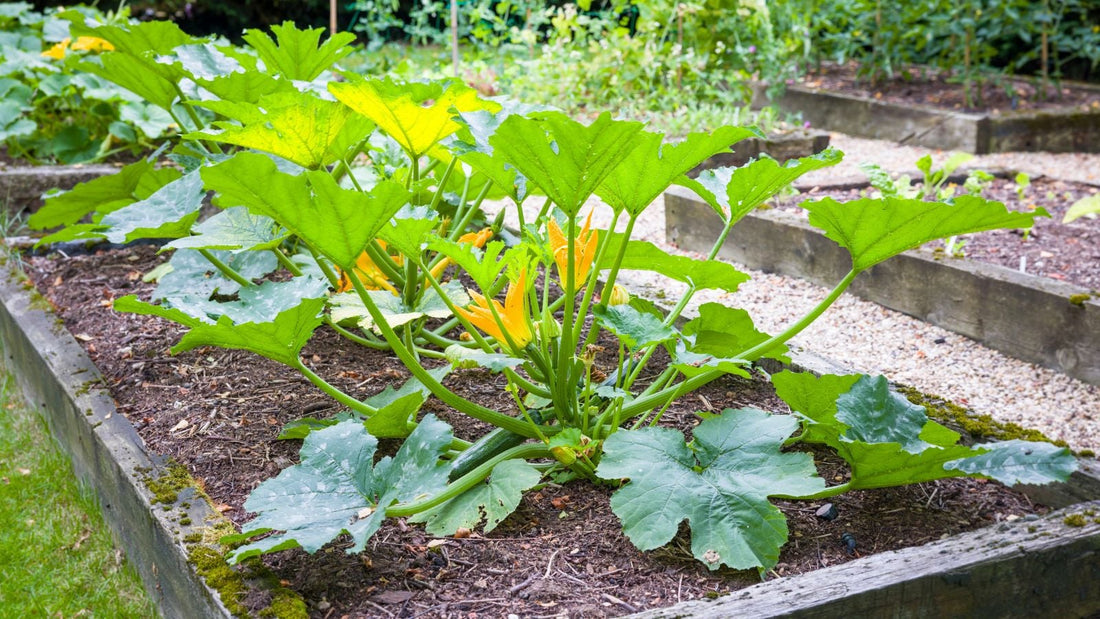 A shot of several developing summer squash crops on a large garden container, showcasing how to grow zucchini in raised beds