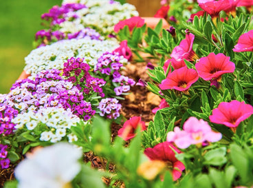 A shot of several flowers in a large container showcasing annuals spring containers