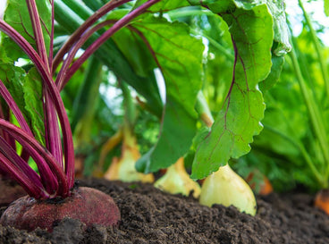 A shot of several growing vegetables that showcases direct sow crops