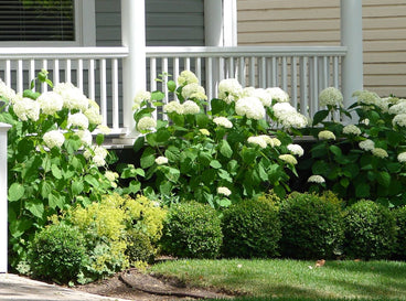 A shot of several plants and flowers growing alongside a porch in a yard area outdoors, showcasing foundation plants