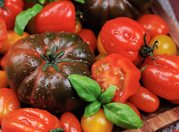 A shot of several ripe red and freshly picked fruits covered in droplets of water, showcasing heirloom tomatoes