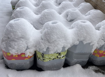 The Ultimate Beginner Guide to Winter Sowing