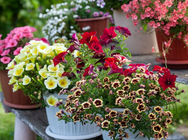 A shot of various pots with various flowers that showcases spring container ideas