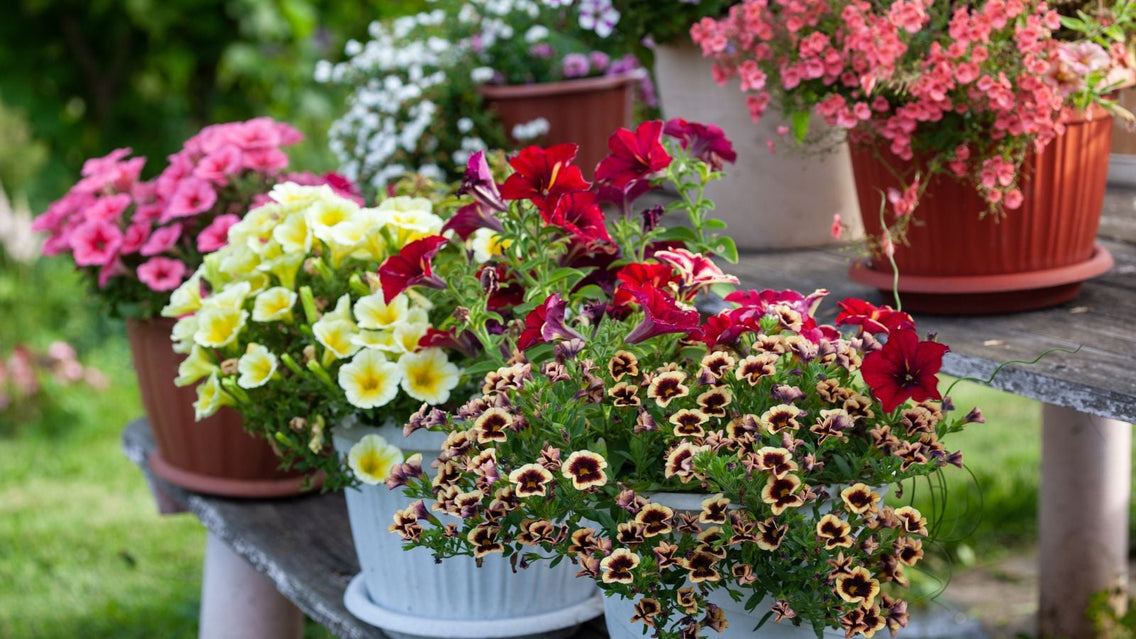 Container Using A Spring 15 Gorgeous Spring Container Ideas to Try This Year – Botanical Interests