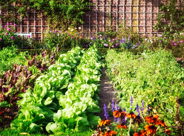 11 Vegetables to Plant in June For Abundant Harvests