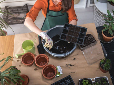An overhead shot of a person using the process of seed-starting 101