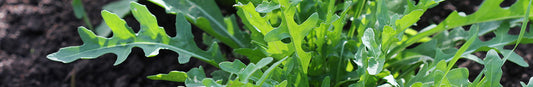 Arugula: Sow and Grow Guide