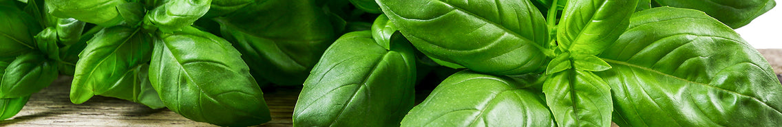 Basil: Sow and Grow Guide